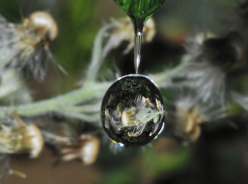 Taraxacum officinale